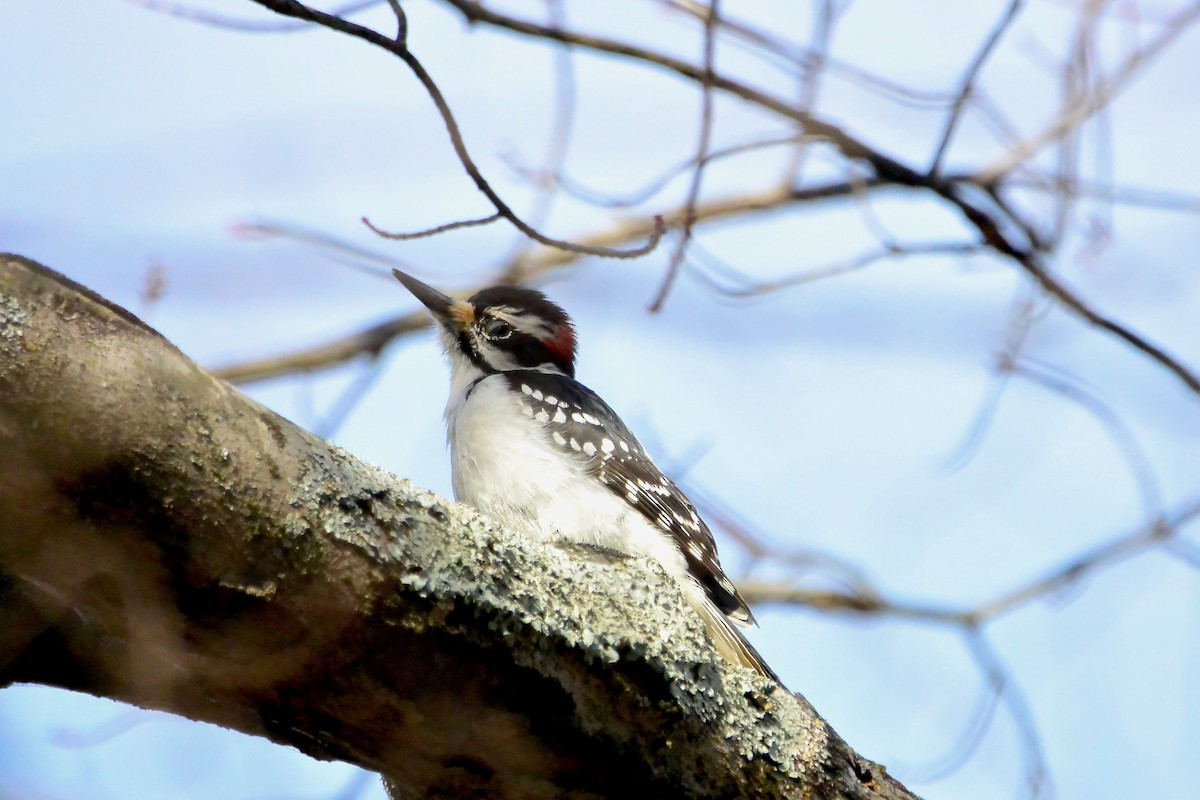 Hairy Woodpecker - ML647843740