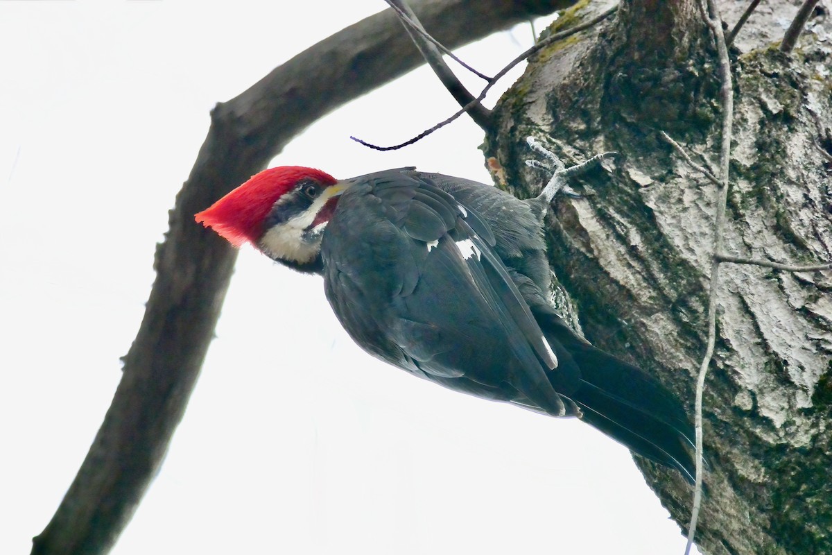 Pileated Woodpecker - ML647843744