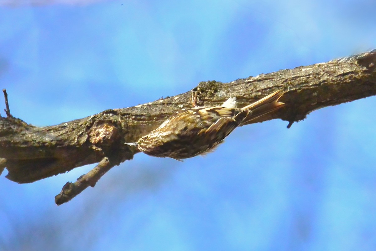 Brown Creeper - ML647843757
