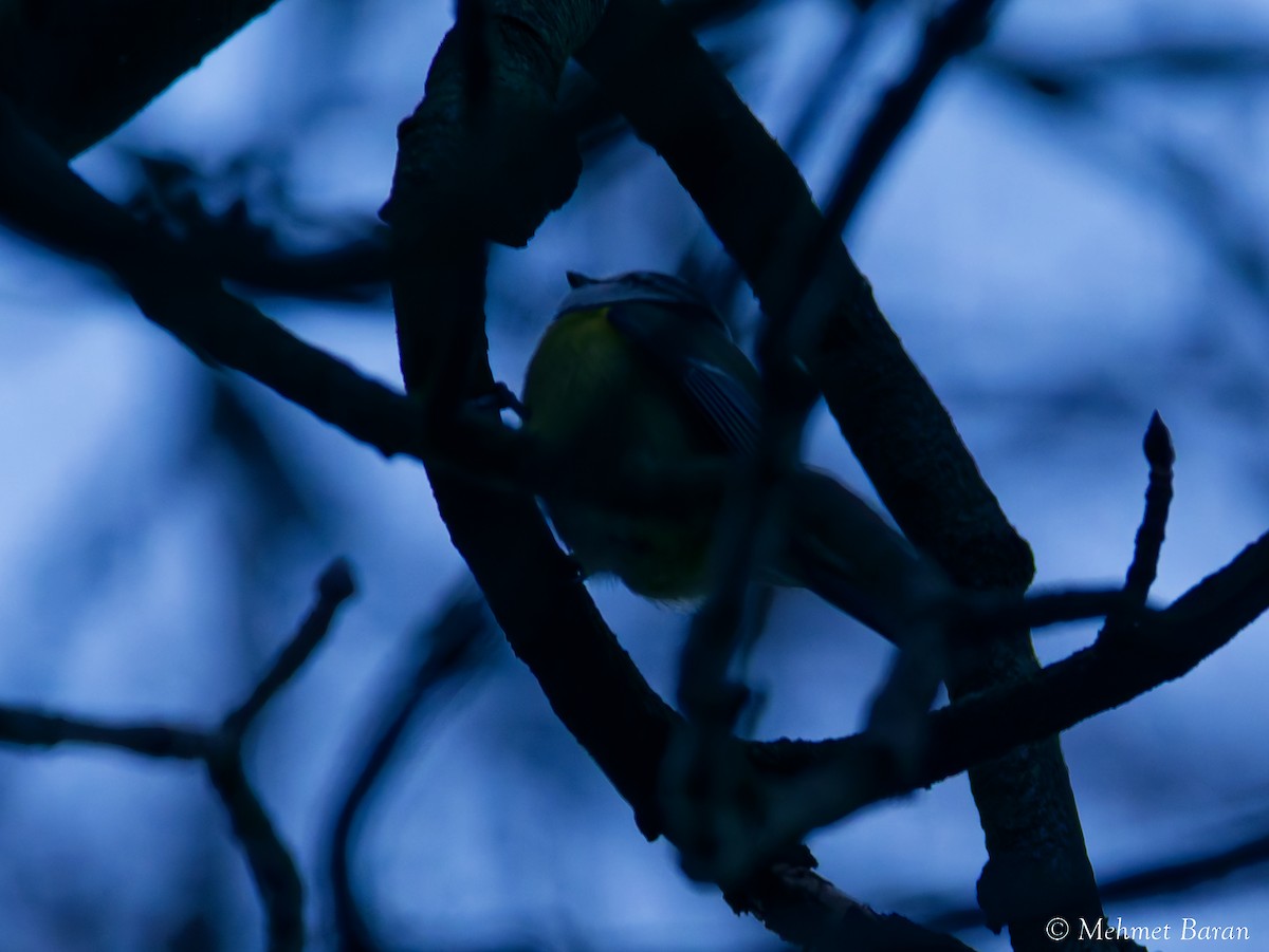 Eurasian Blue Tit - ML647843759