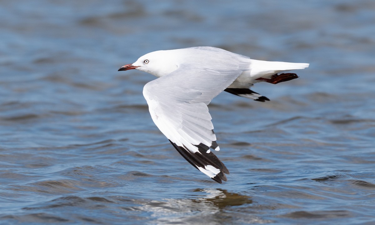 Silver Gull (Silver) - ML647843762