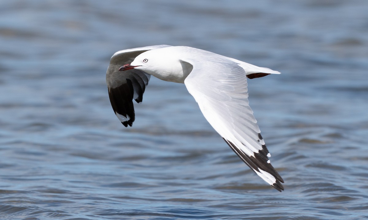 Silver Gull (Silver) - ML647843763
