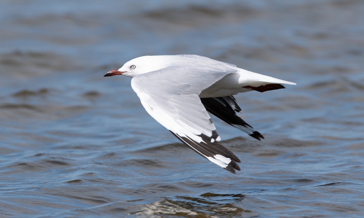 Silver Gull (Silver) - ML647843765