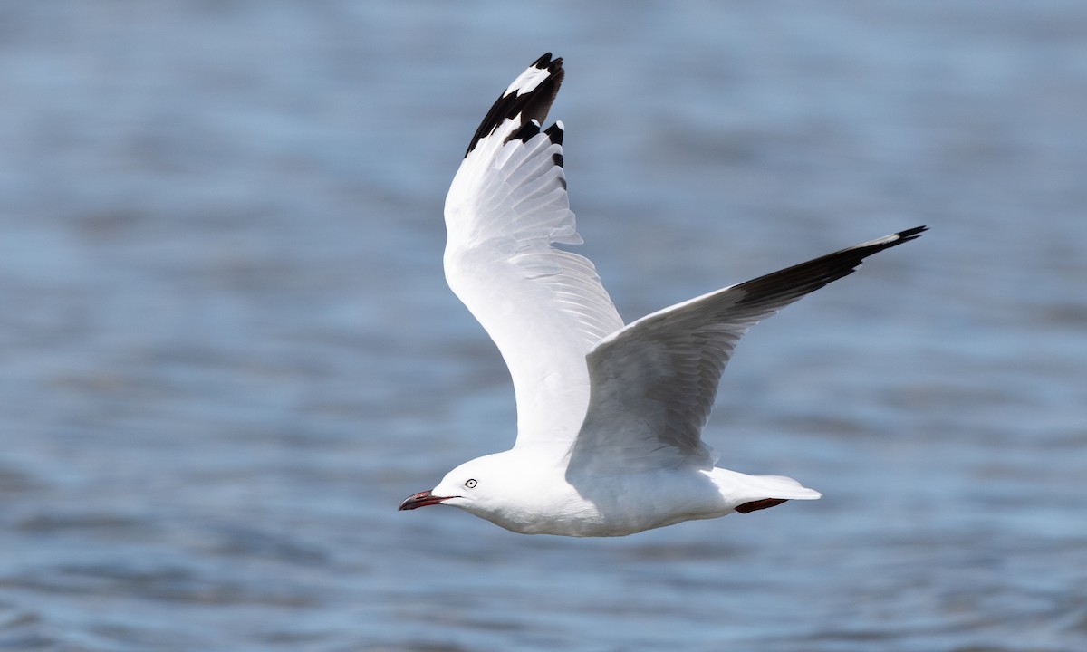 Silver Gull (Silver) - ML647843767