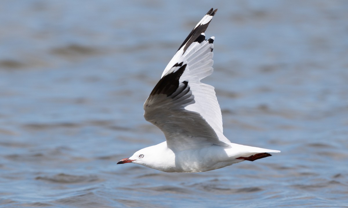 Silver Gull (Silver) - ML647843773