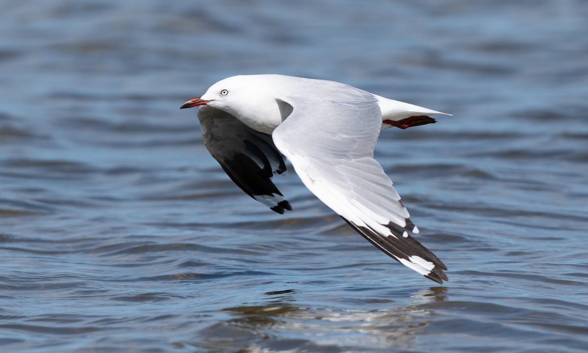 Silver Gull (Silver) - ML647843774