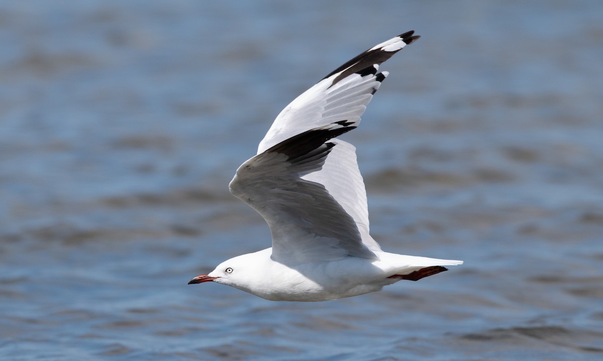 Silver Gull (Silver) - ML647843775