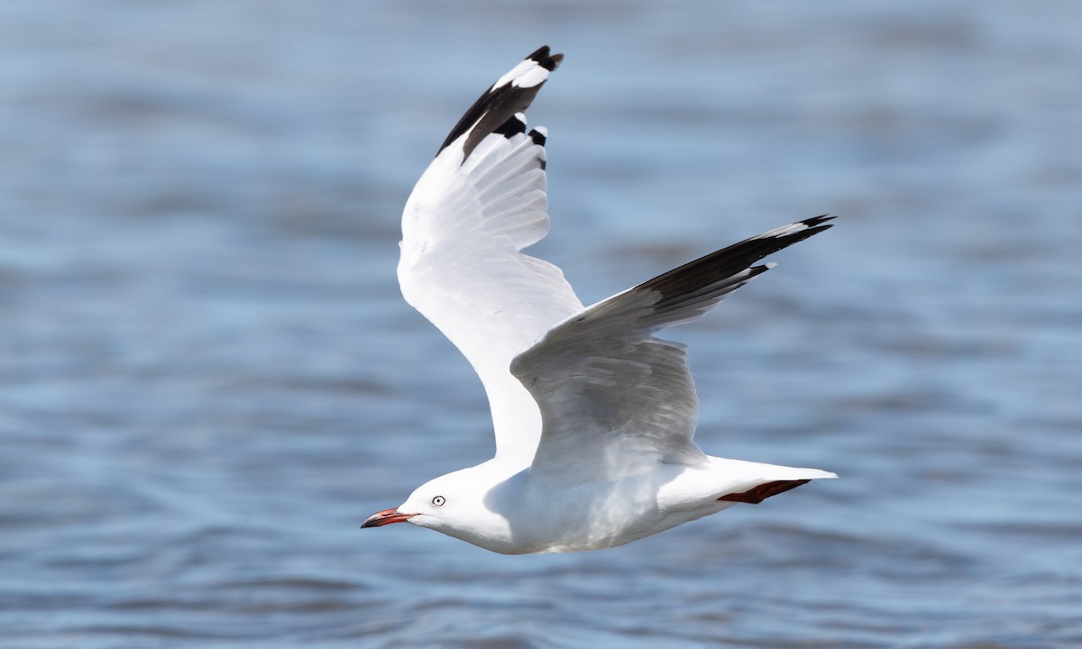 Silver Gull (Silver) - ML647843777