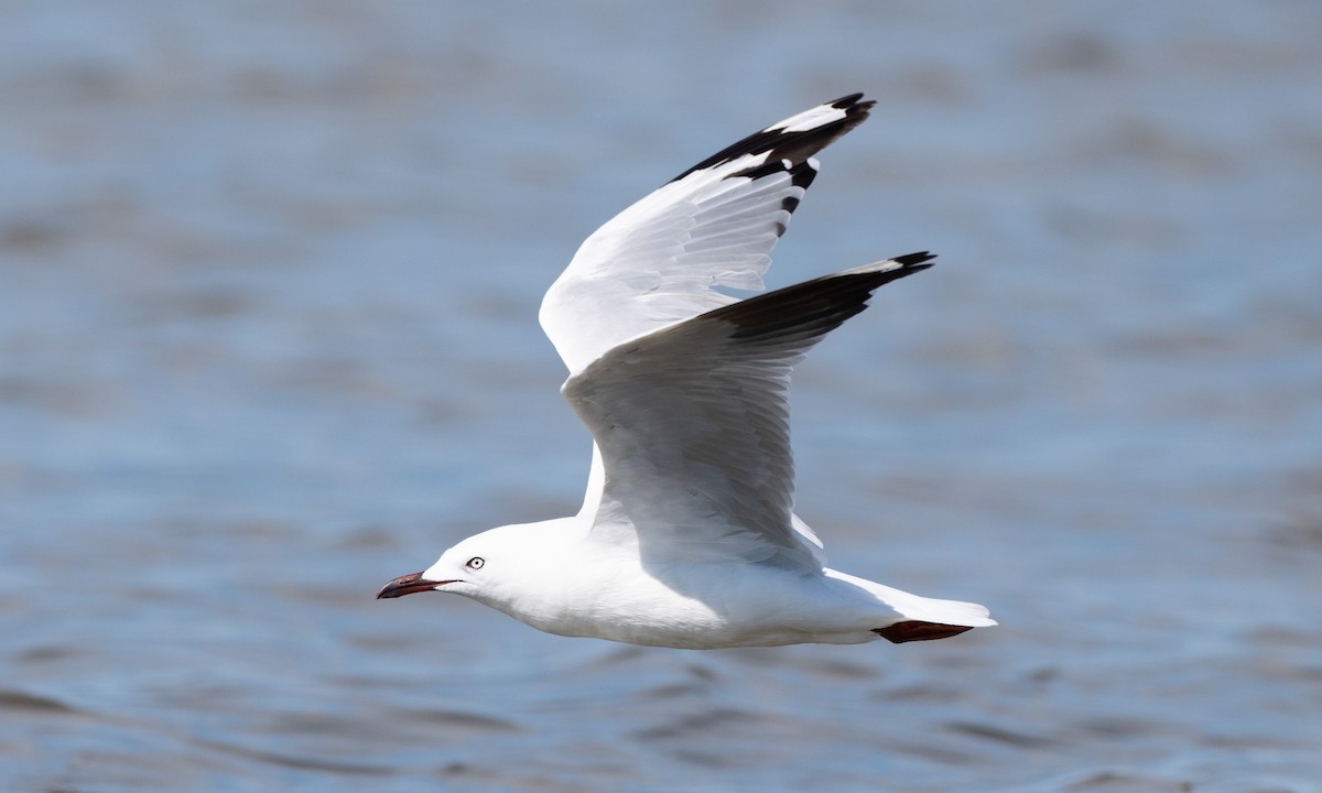 Silver Gull (Silver) - ML647843778