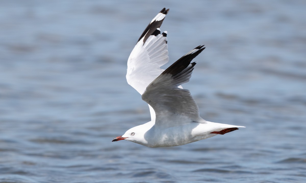 Silver Gull (Silver) - ML647843779