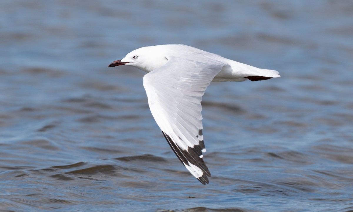 Silver Gull (Silver) - ML647843780