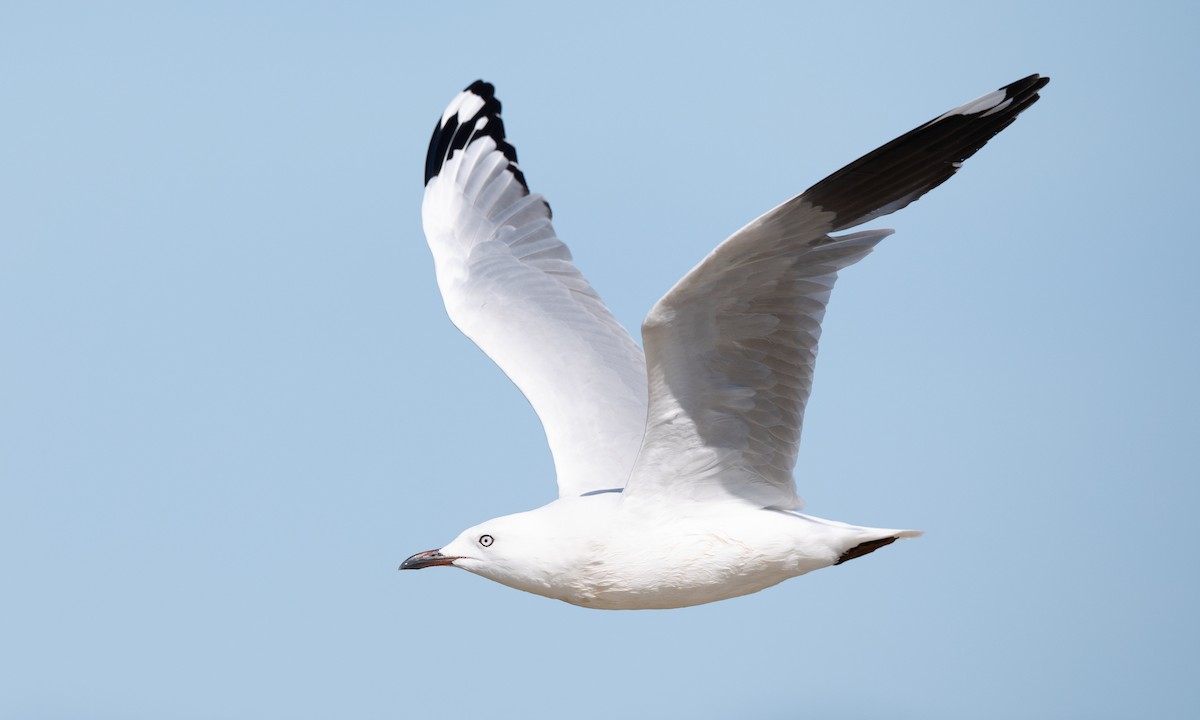 Silver Gull (Silver) - ML647843781
