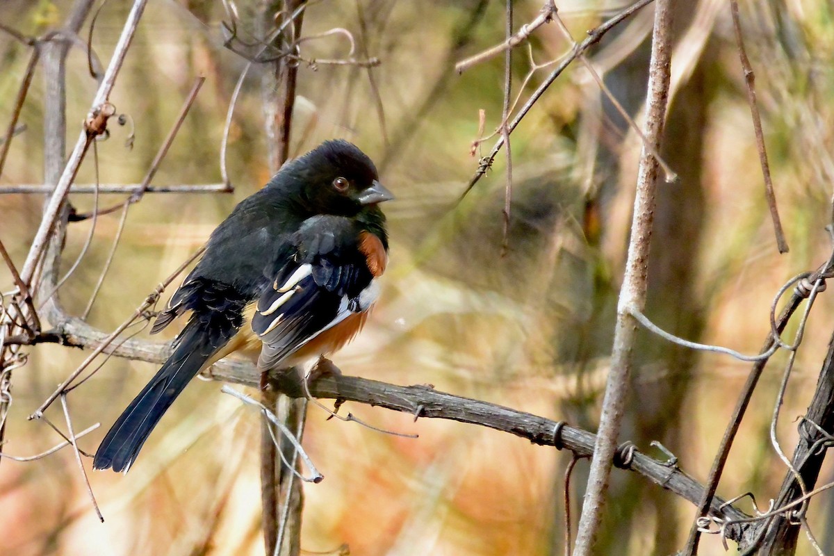 Eastern Towhee - ML647843784