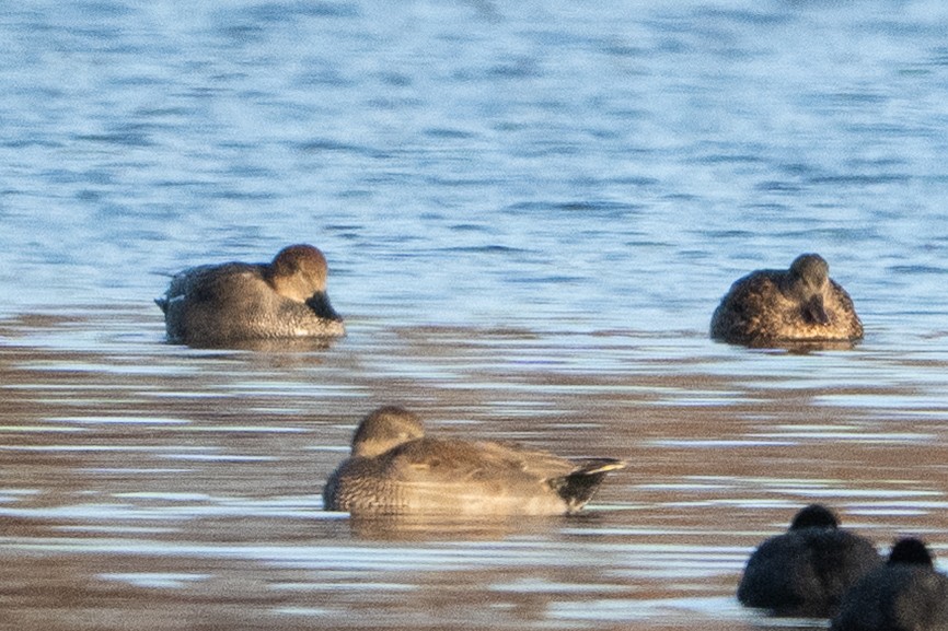 Серая утка - ML647843793