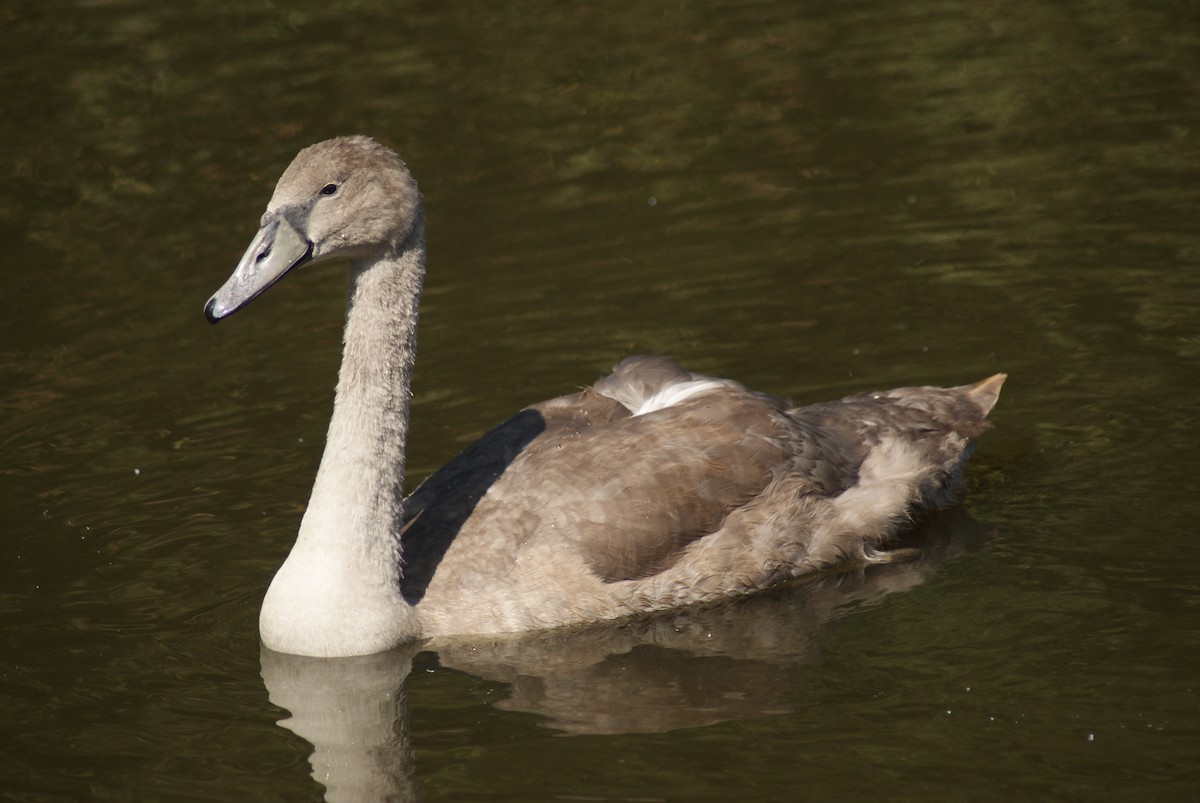 Mute Swan - ML647843794