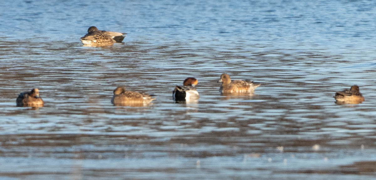 Eurasian Wigeon - ML647843795