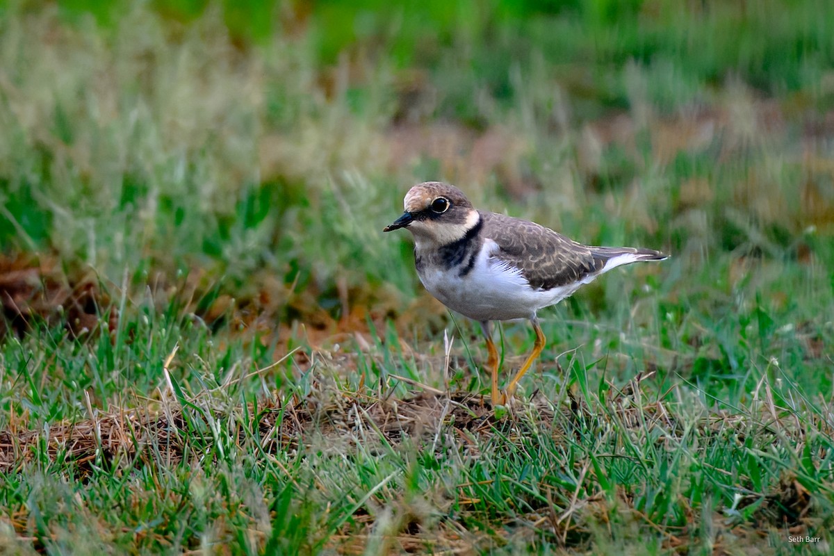 Little Ringed Plover (curonicus) - ML647843796