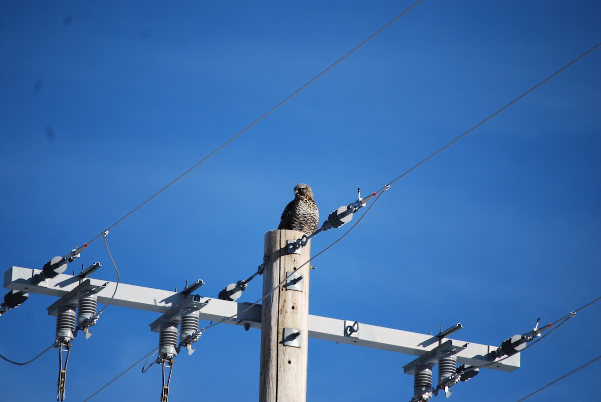 Rough-legged Hawk - ML647843798