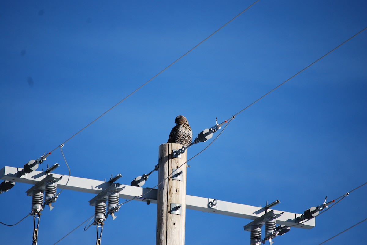 Rough-legged Hawk - ML647843799
