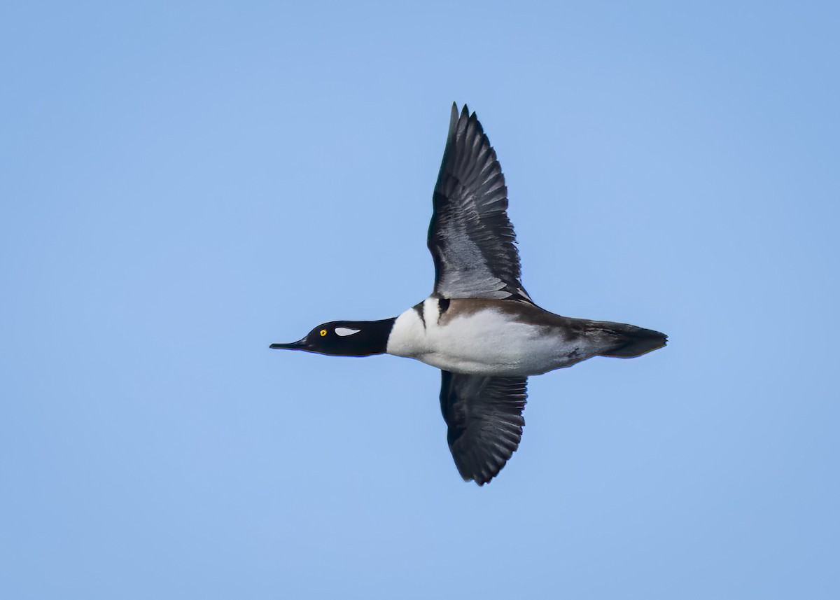 Hooded Merganser - ML647843801