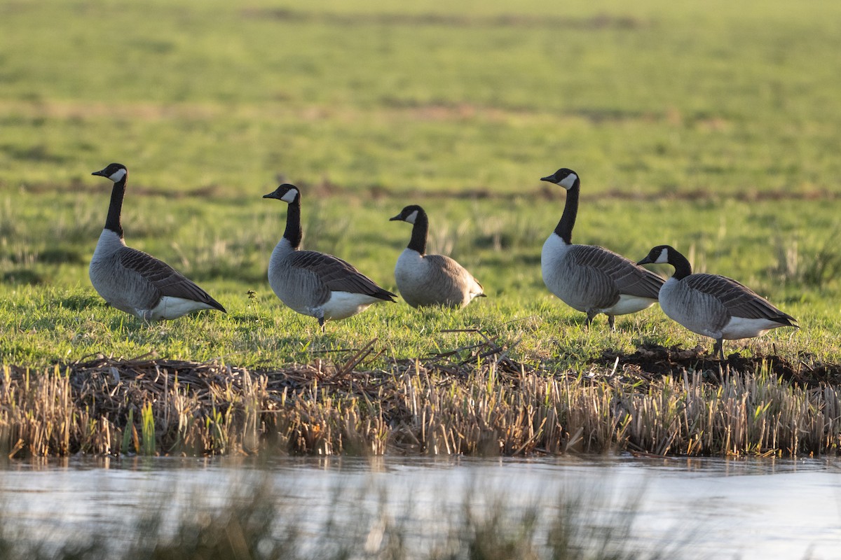 Canada Goose - ML647843802