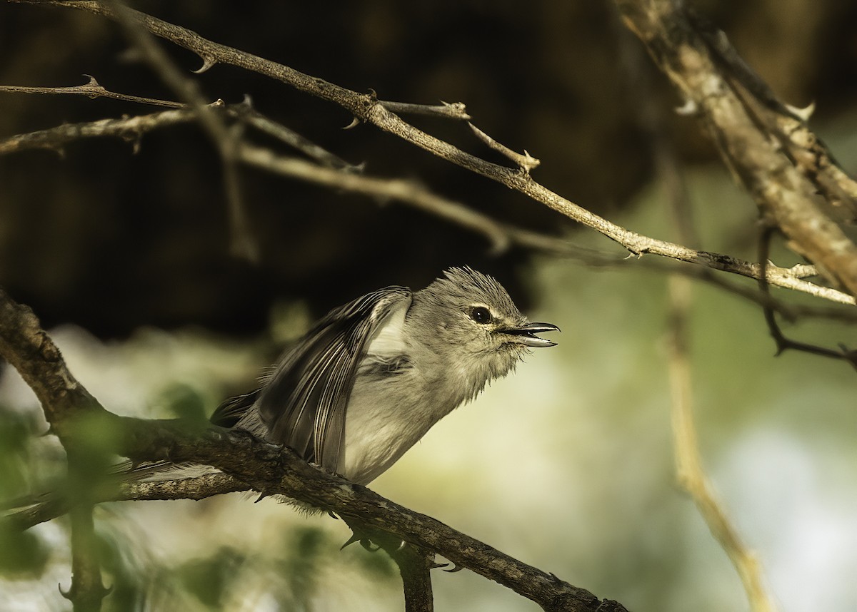 Ashy Flycatcher - ML647843806