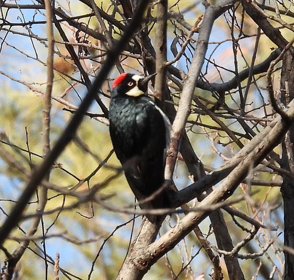 Acorn Woodpecker - ML647843808