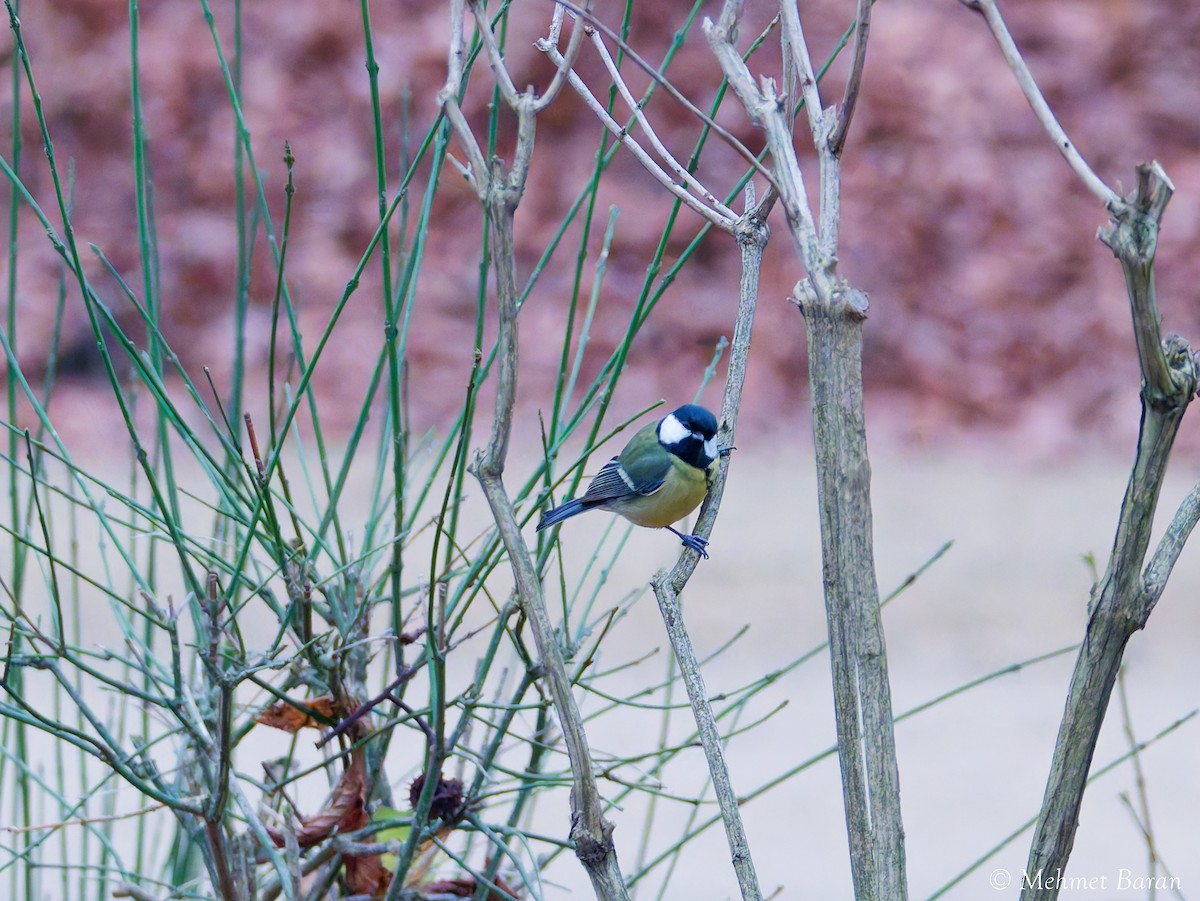 Great Tit - ML647843809