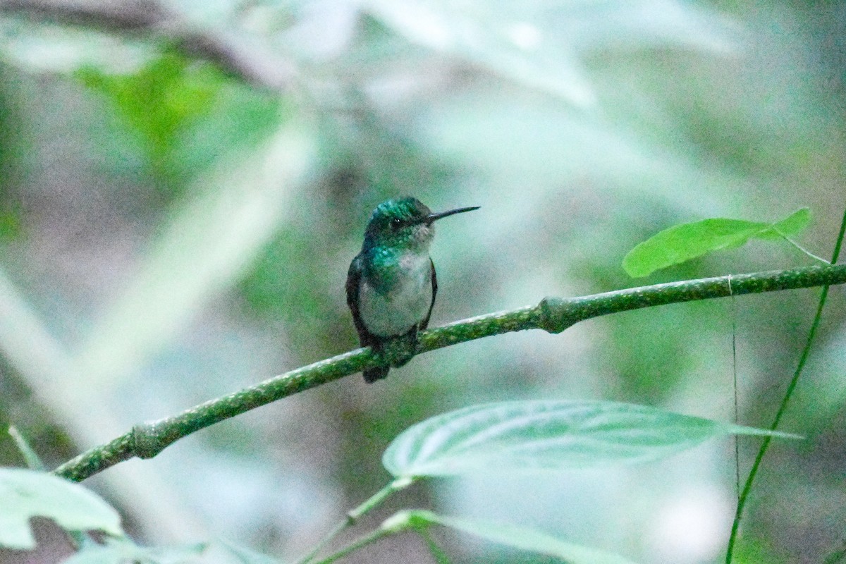 Sapphire-throated Hummingbird - ML647843810