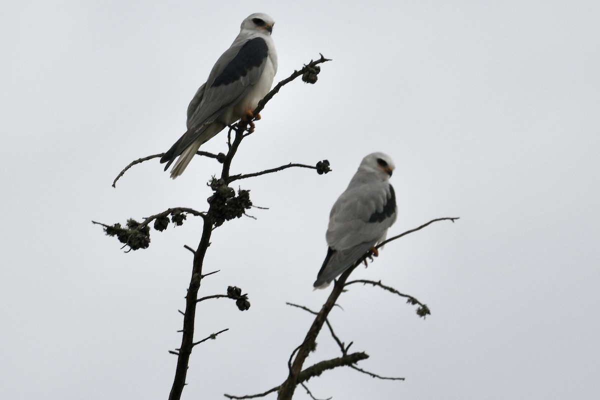 White-tailed Kite - ML647843814