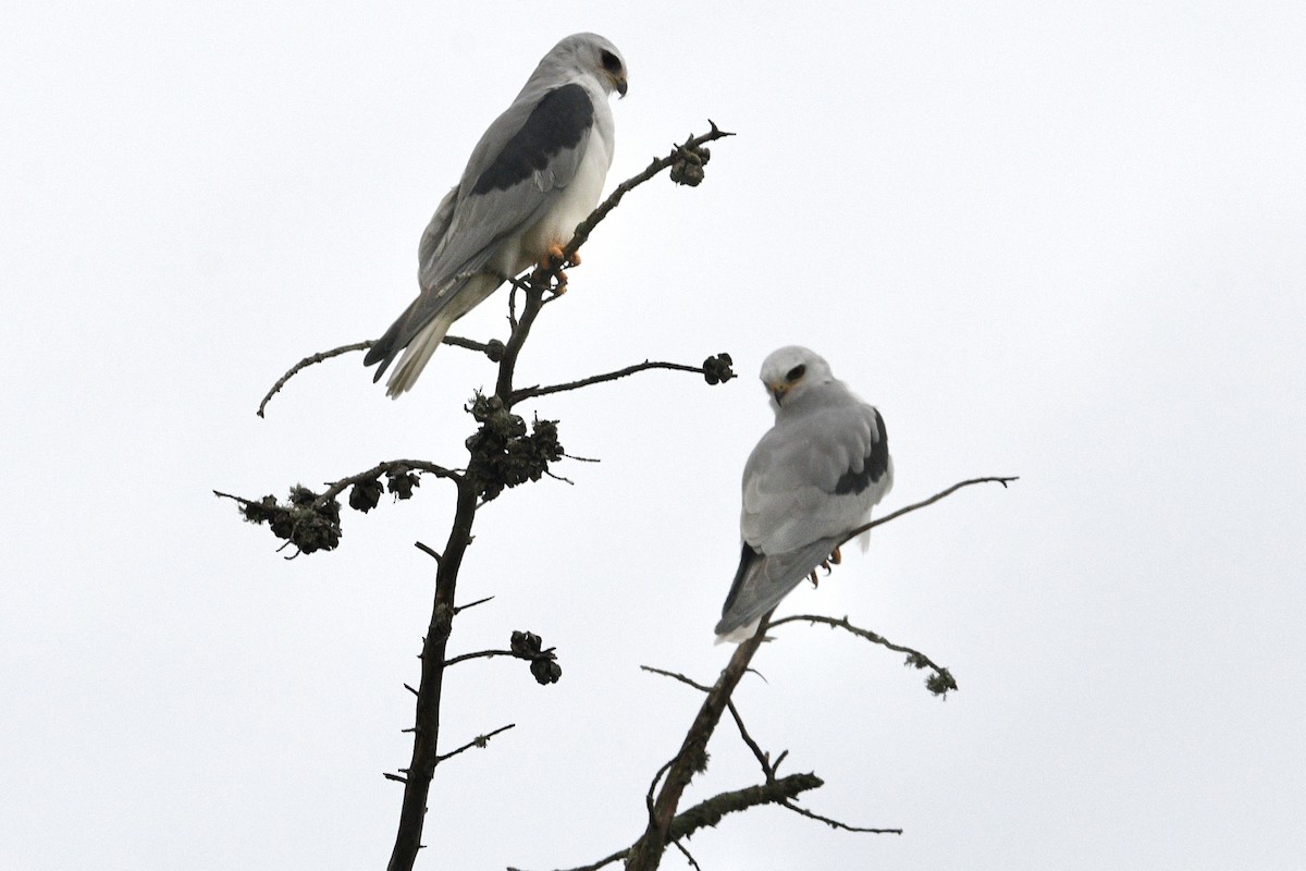 White-tailed Kite - ML647843815