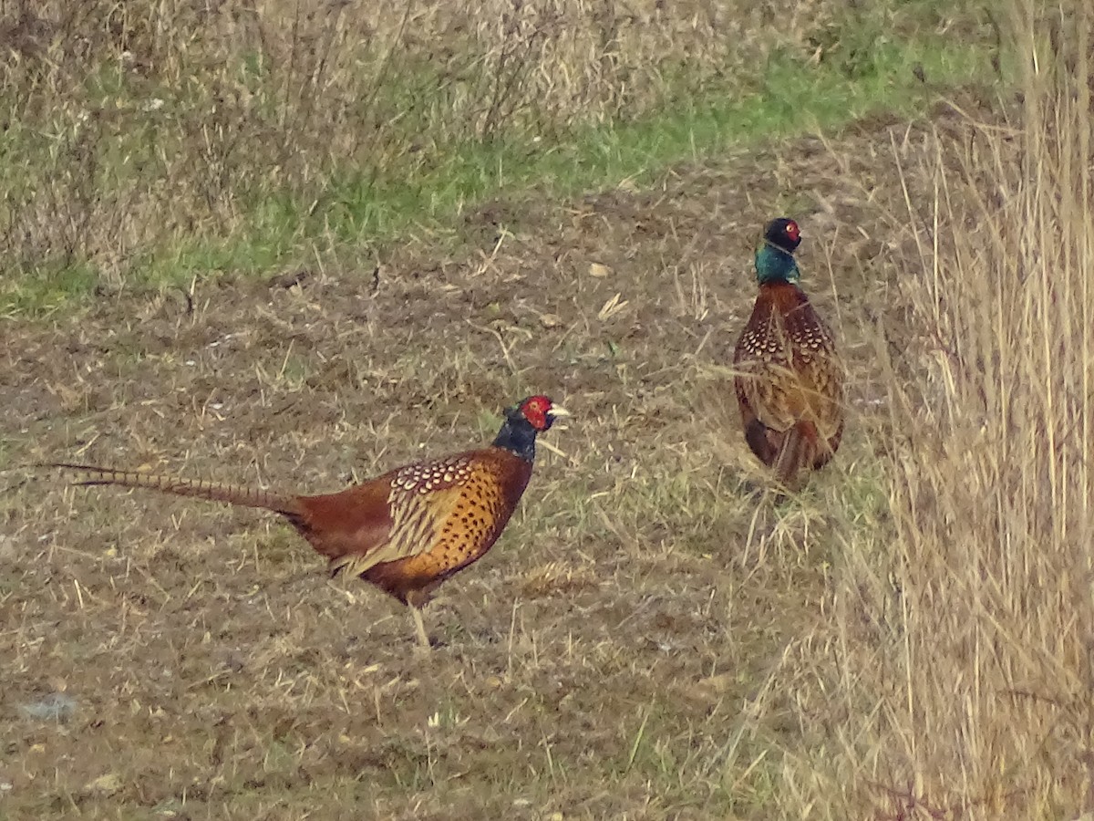Ring-necked Pheasant - ML647843816