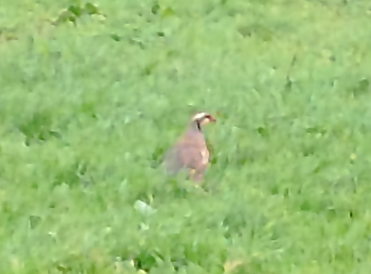 Red-legged Partridge - ML647843819