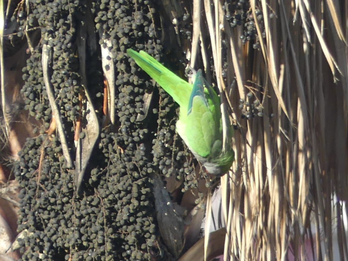 Калита сіроволий - ML647843851