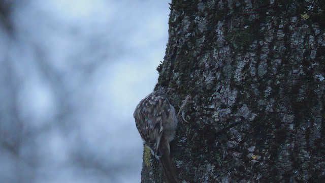 Gartenbaumläufer - ML647843860