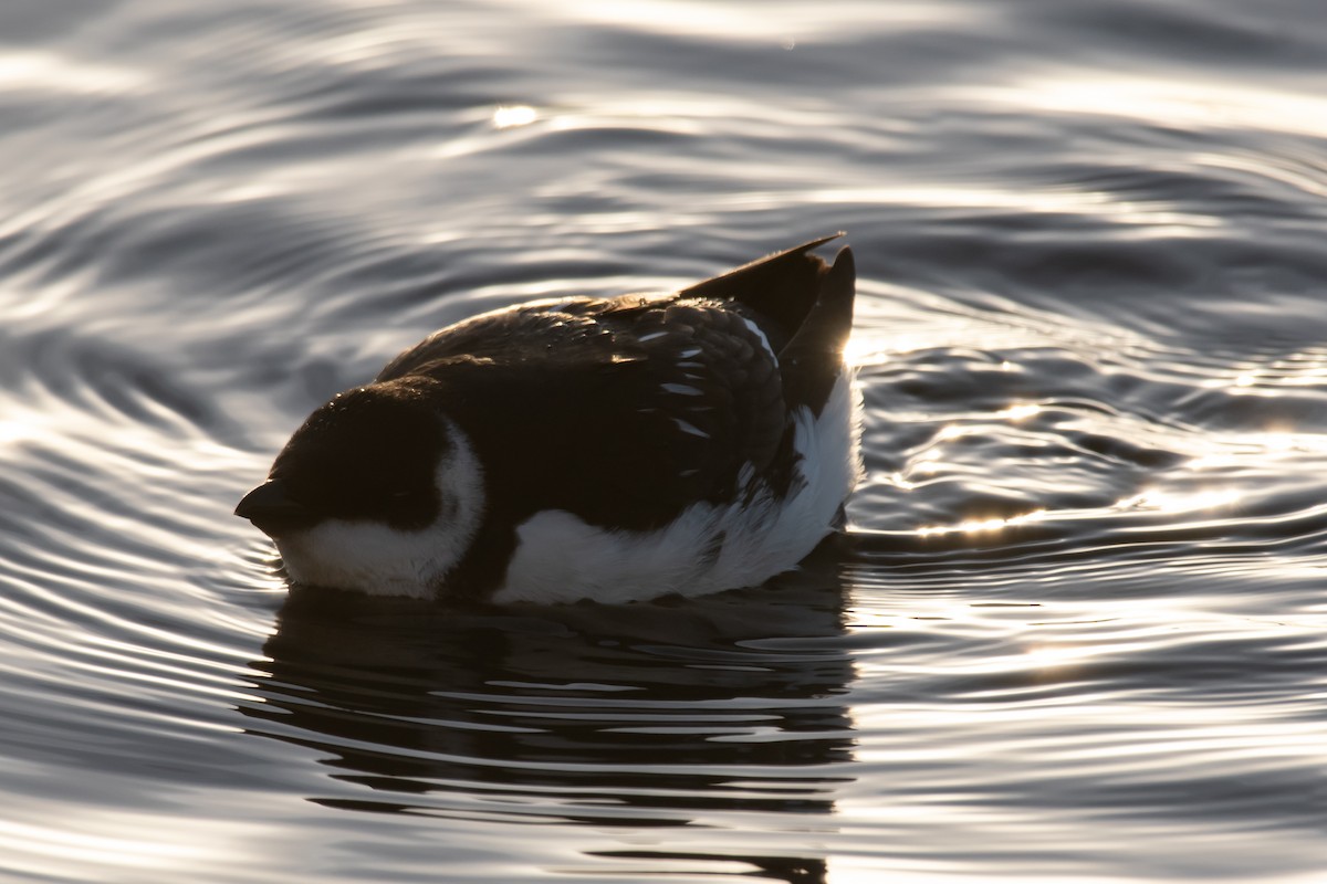 alkekonge - ML647843875