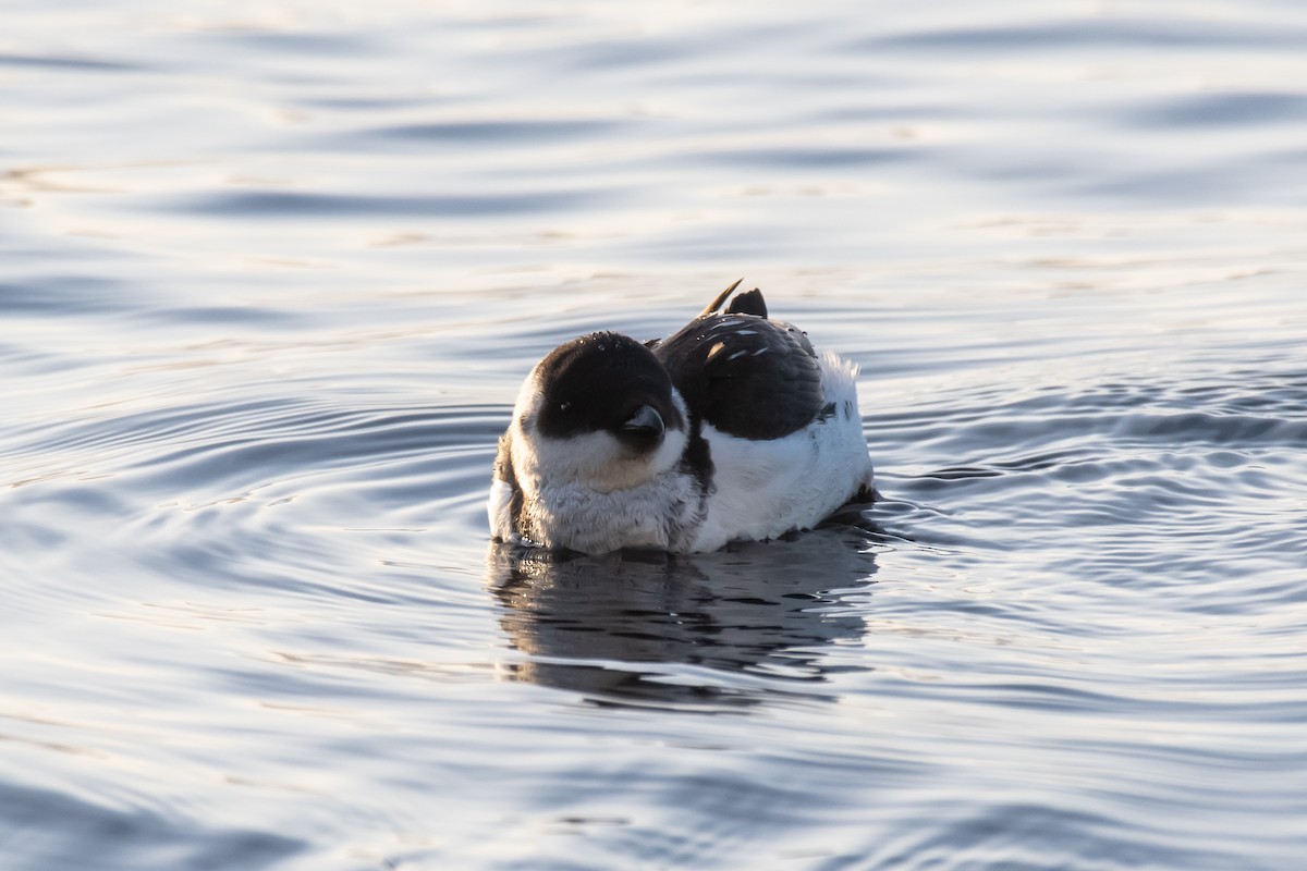 alkekonge - ML647843878