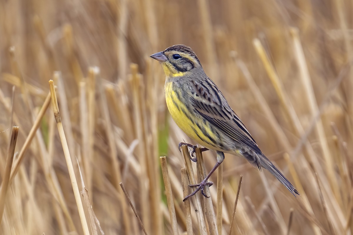 Yellow-breasted Bunting - ML647843879