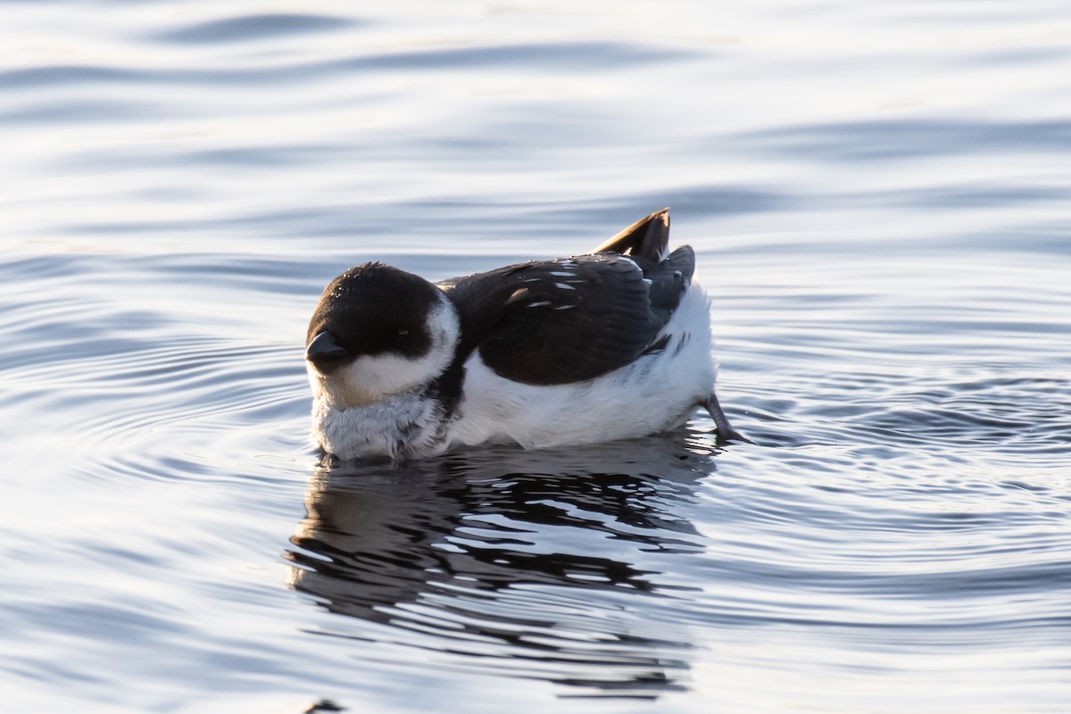 alkekonge - ML647843881