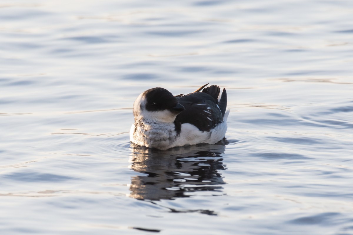 alkekonge - ML647843887