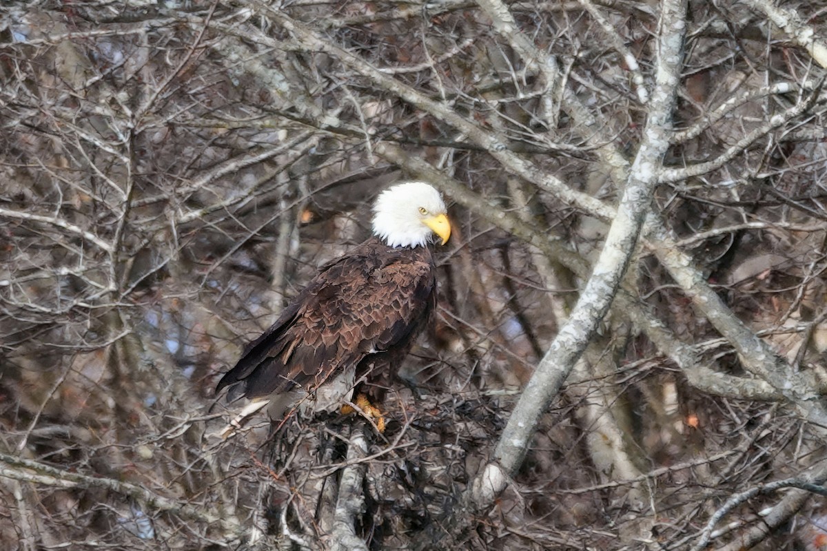 Bald Eagle - ML647843894