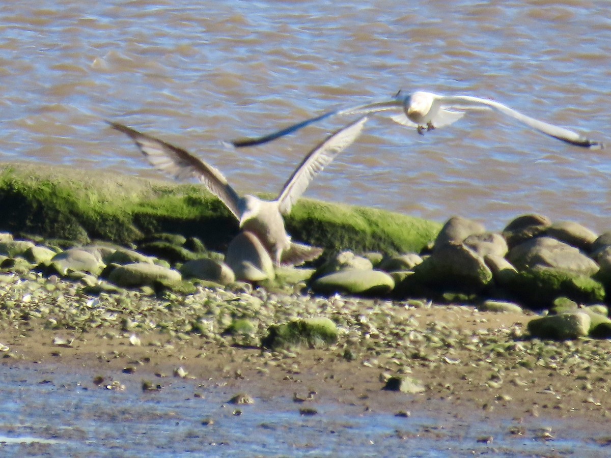 gull sp. - ML647843915