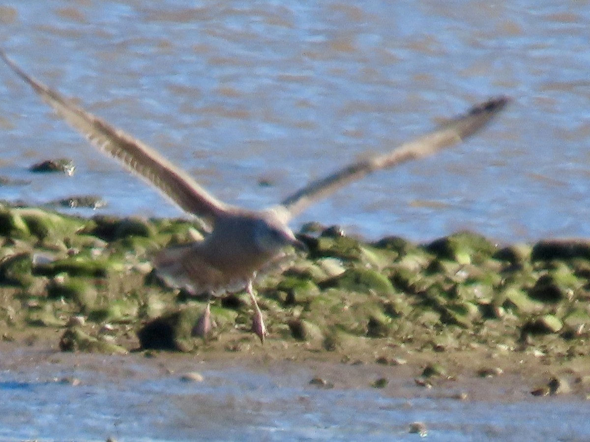 gull sp. - ML647843916