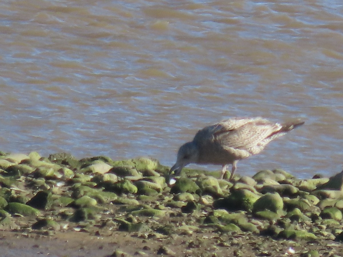 gull sp. - ML647843918