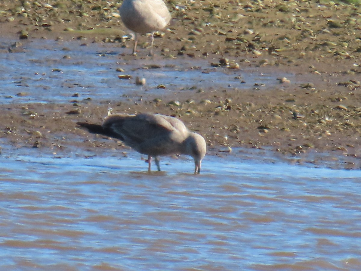 gull sp. - ML647843919