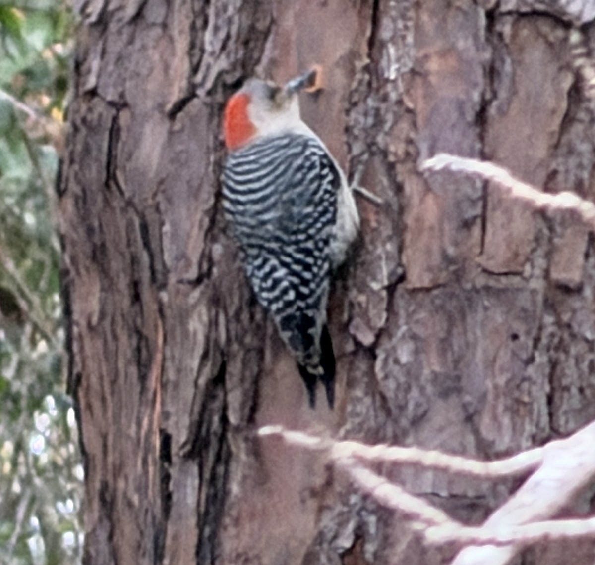 Red-bellied Woodpecker - ML647843958