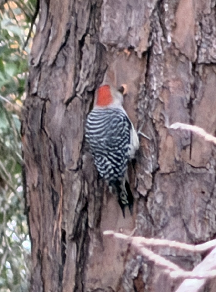 Red-bellied Woodpecker - ML647843967
