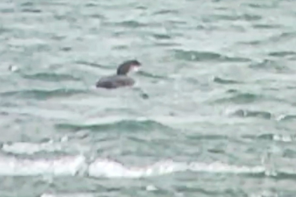 potáplice lední - ML647843971