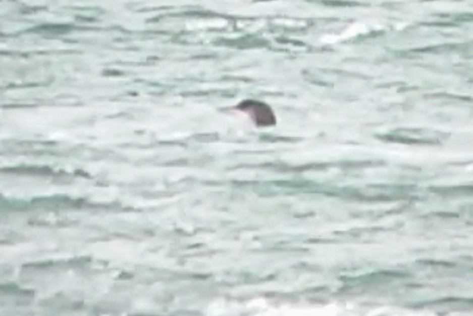 potáplice lední - ML647843972