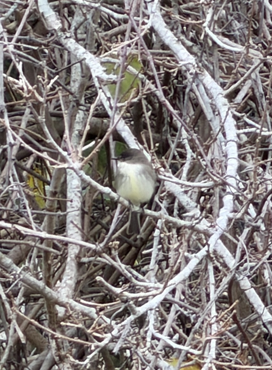 Mosquero Fibí - ML647843975